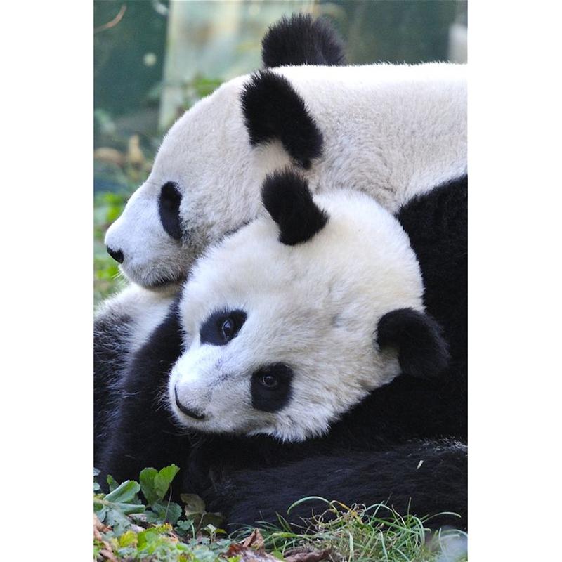 DIY Панда 5D алмазная живопись полная круглая дрель животное Алмазная вышивка крестиком мозаичные наборы настенное искусство домашний декор подарок