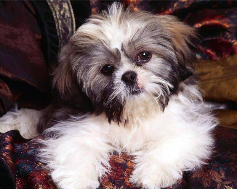 Алмазная вышивка египетские пирамиды животное верблюд полная квадратная вышивка крестиком Алмазная вышивка волк Алмазная мозаика Вселенная домашний декор