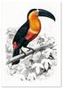 Poster Toucan Illustration