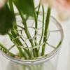 Creative Hydroponic Flower Vase Thickened Plastic Flower Vase  Wedding Centerpieces