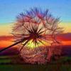 Diamond Painting Cross Stitch 5D Diamond Painting Full Diamond Embroidery Crafts Sunset Dandelion