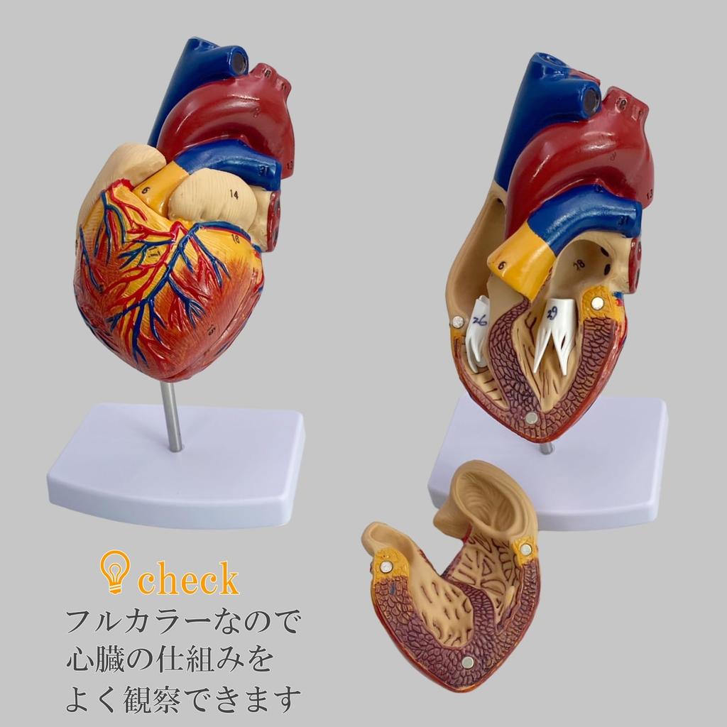 Lunari Heart Model, Life-Size 1:1 Human Anatomy Model, Full Color, with Stand, Educational, Anatomical Structure, Research, Training Materials