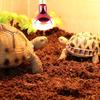 Reptile Lamp Night Infrared Heating Lamp Reptile Lizard Warming Insulating Bulb