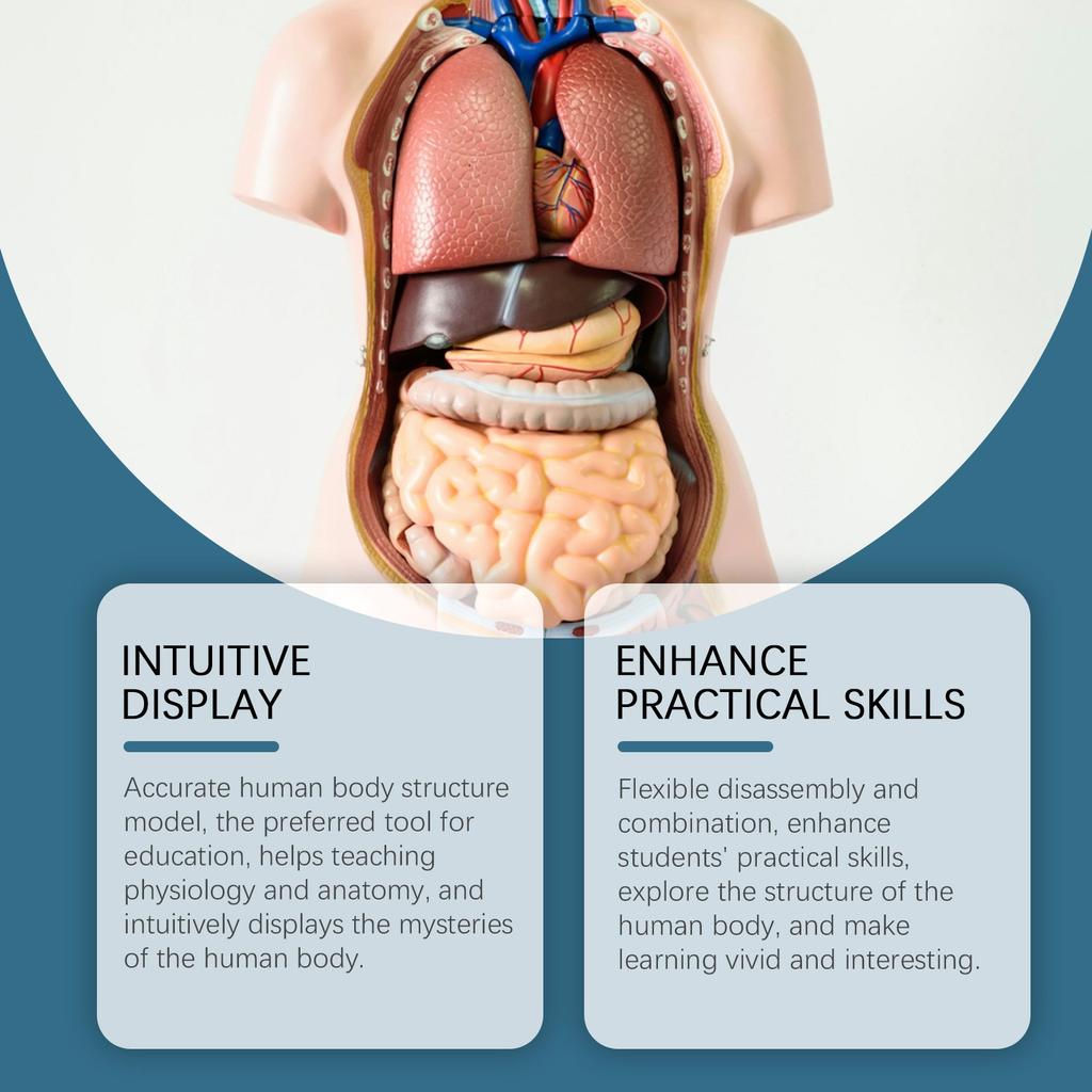 Детский манекен, интерактивный научный набор, обучающий набор игрушек по анатомии, модель строения человека, обучающие игрушки
