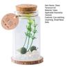 Moss Balls Glass Terrarium Kit Tabletop Cylindrical Glass Aquarium Decor with 2 Small Moss Balls And Artificial Plant for Home Office Desk Decor