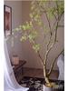 Juhan Azalea Tree Bionic Green Plant - Indoor Luxury Floor Bonsai Decoration Ornament