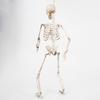 Halloween 70cm Skeleton Simulation Human Plastic Skeleton Haunted House Prop Skeleton Decoration