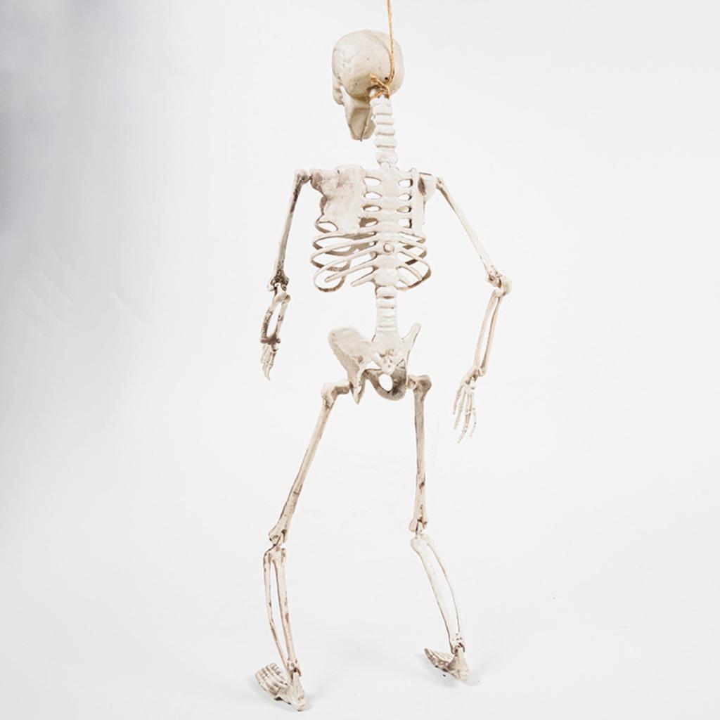 Halloween 70cm Skeleton Simulation Human Plastic Skeleton Haunted House Prop Skeleton Decoration