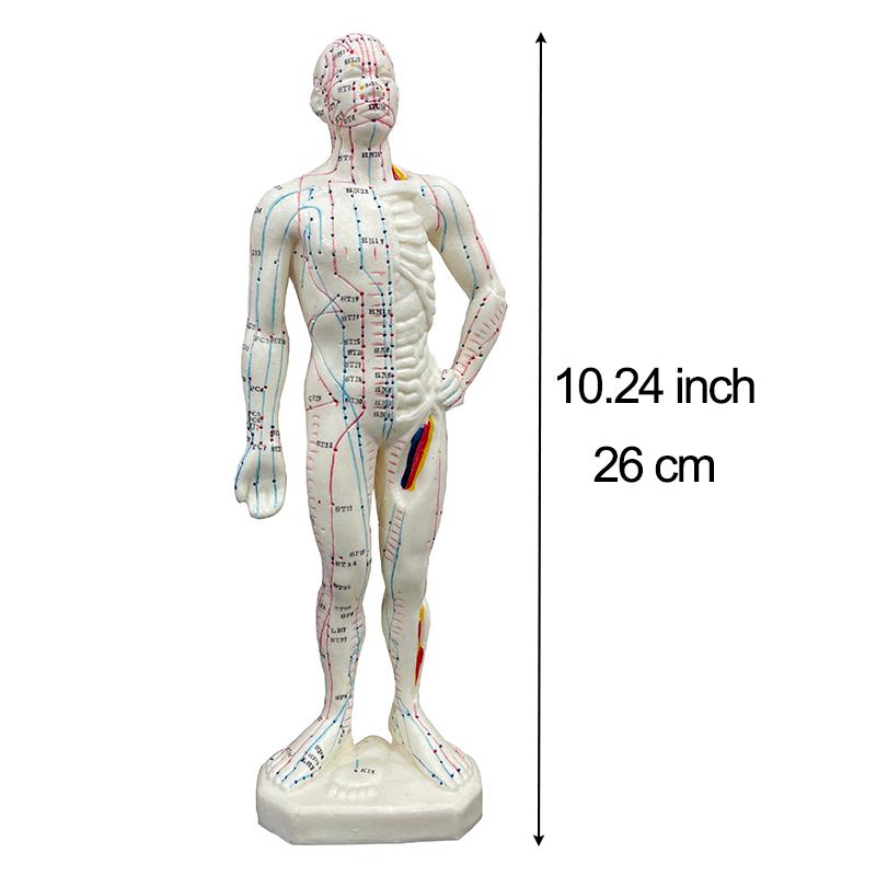Модель акупунктуры 48/50 см, модель женского и мужского тела, обучающий дисплей для акупунктурных точек, дисплей для лабораторных принадлежностей, с руководством пользователя