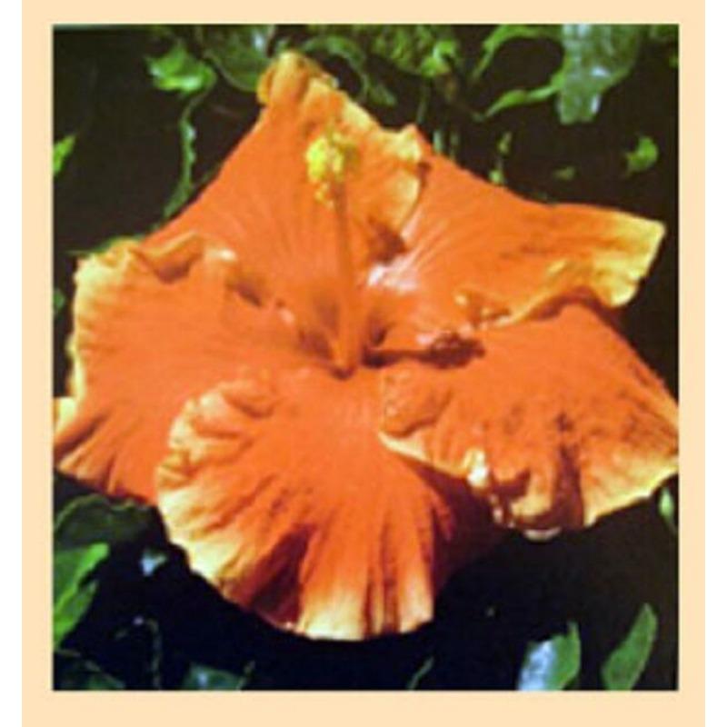 ОРГАНИЧЕСКИЙ ТРАВЯНОЙ ЧАЙ С ЦВЕТКАМИ КРАСНОГО ГИБИСКУСА 250 г СУШЕНЫЕ ТРАВЫ Sabdariffa Rosella