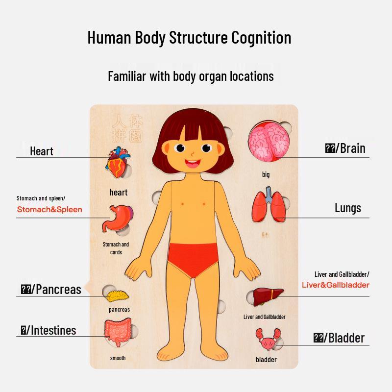 Wooden Human Anatomy Puzzle for Infants and Toddlers - Educational Toy for Self-Awareness and Science Learning