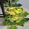 Smart Plant Growth Light LED Full Spectrum Vegetable Planting Machine Hydroponic Planting Machine