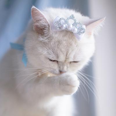 Корона Домашний питомец Бант Заколка для волос Аксессуары для головы собаки Мальтийская йоркширская кошка Заколка для волос Заколка для щенка