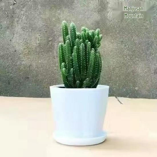 Layered Mountain Succulent: Green Cactus Money Tree for Indoor Spaces