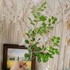 70 см имитация зеленого растения элегантный искусственный цветок искусственная ветка лоропеталум декор для сада