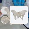 Female Pelvis Model Skeleton Medical Teaching Learning Display Portable Practical
