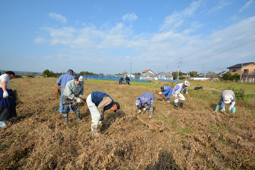 Soybean Coffee Drip Pack