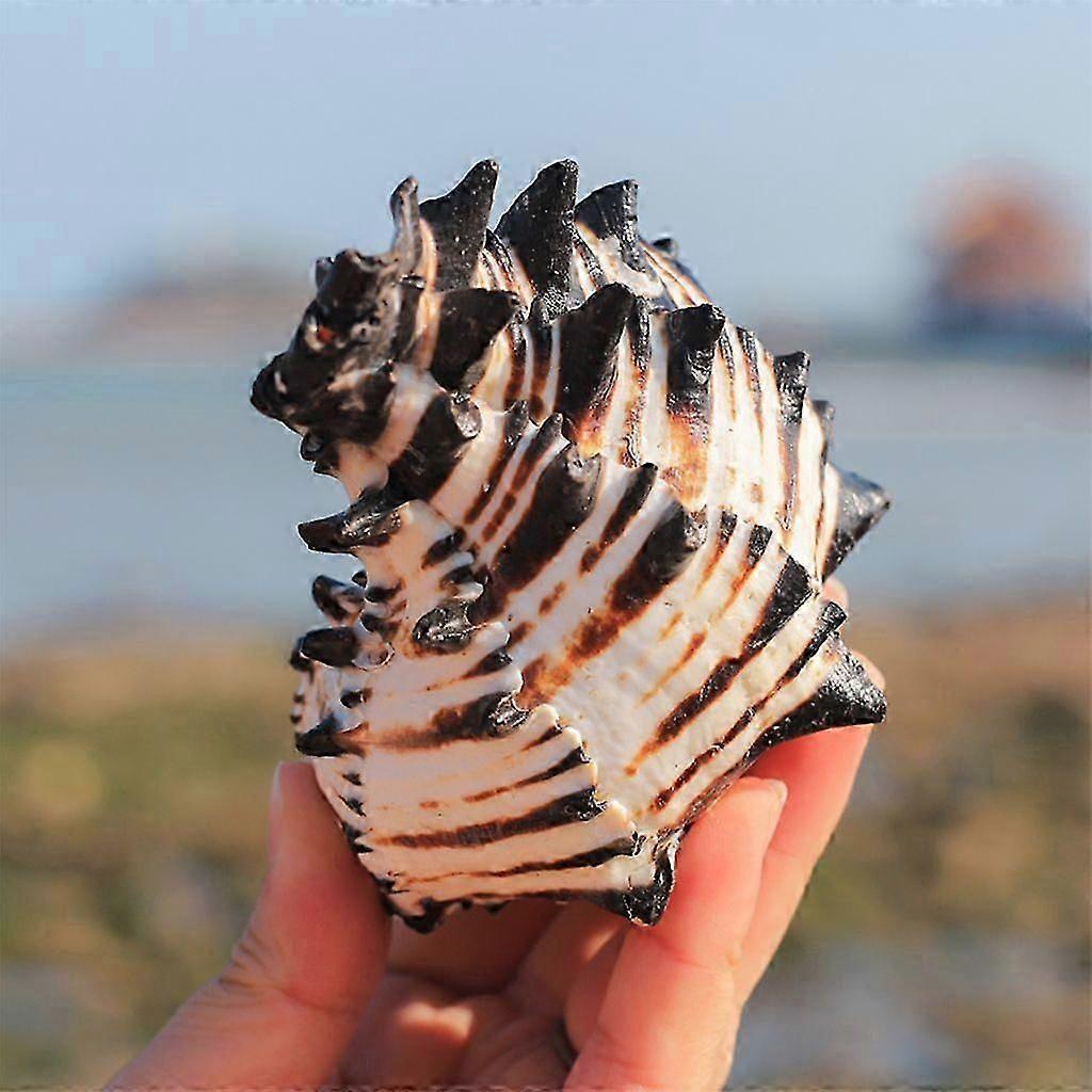 Ocean Conch Large Natural Sea Shells for DIY Crafts Seashell Collectors