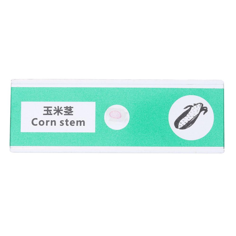 Животные Насекомые Растения Цветы Микроскоп Слайды Студенты Дети