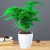 Asparagus Fern Indoor Plant: Air-Purifying, Evergreen, Hydroponic Bonsai for Office or Home