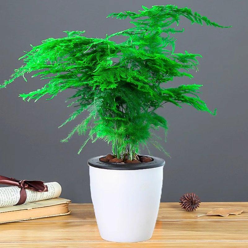 Asparagus Fern Indoor Plant: Air-Purifying, Evergreen, Hydroponic Bonsai for Office or Home