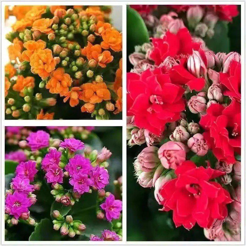 [Kalanchoe Double Petal] Four-Season Blooms Potted Plant for Indoor Balcony with Buds