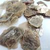 Natural Muscovite Flake Mineral Specimen Experimental Teaching Mica Sheet Specimens Glass Luster Collection Decorative Mine