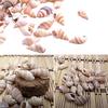 100PCS Natural Conch Shells Aquarium Decoration Party Festival Home Decor Natural Sea Beach Shell Conch Seashells For DIY Crafts