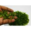 Natural Green Peridot Loose Gemstone 500.12 ct Uncut Rough Lot for Lapidary and Gem Collections