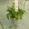 6PCS Interlocking Vine Climbing Column Sturdy Vine Fixed Support Frame Moss Stick  Garden