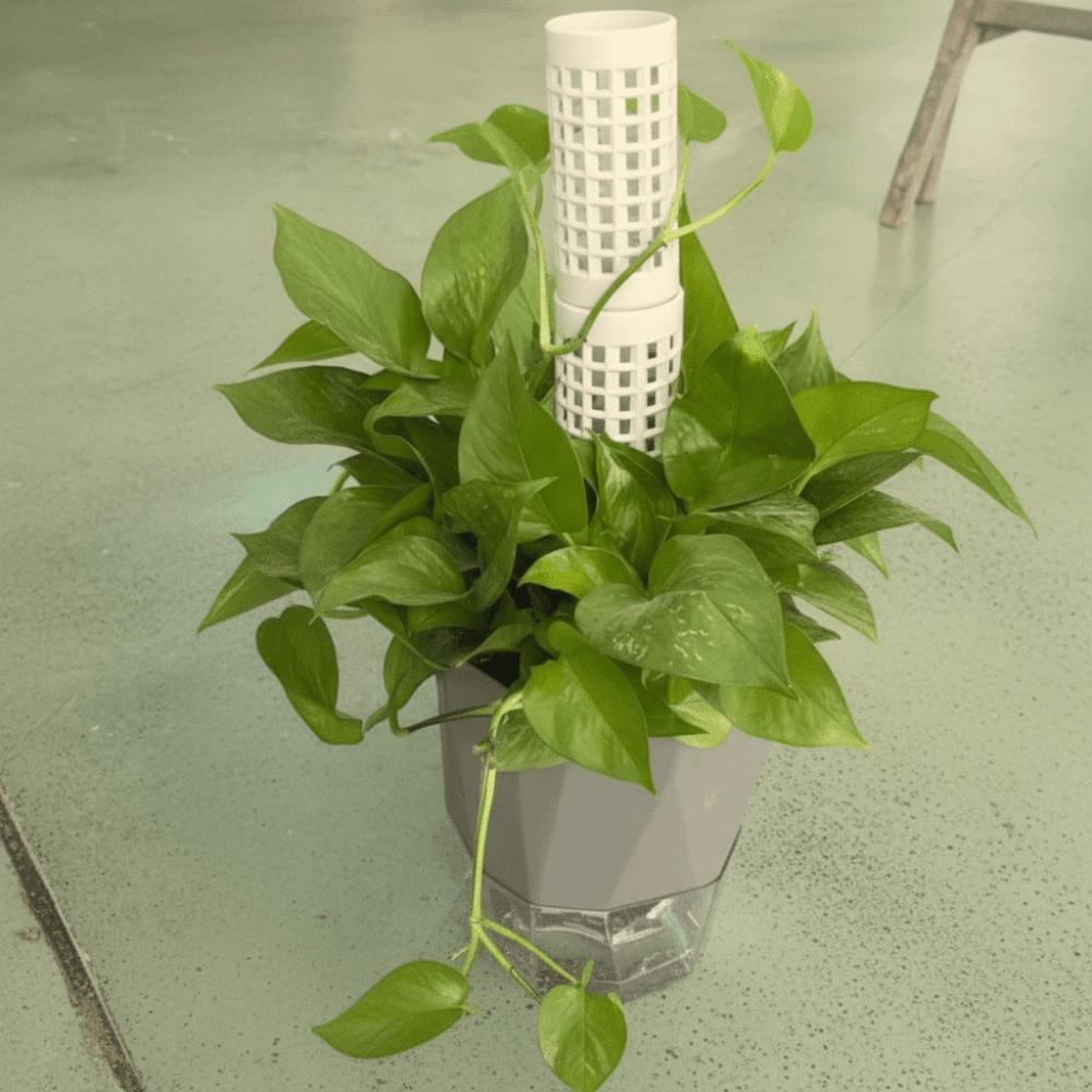 6PCS Interlocking Vine Climbing Column Sturdy Vine Fixed Support Frame Moss Stick  Garden