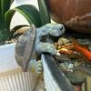 Realistic Appearance Resin Turtle Garden Decor Vibrant Colors