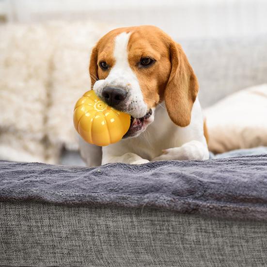 Пищащая тыква для собаки Интерактивная жевательная игрушка для собак Игрушка для чистки зубов для агрессивных грызунов Щенячьи зубы