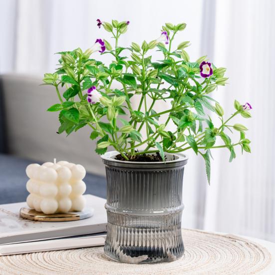 Самополивающийся кашпо для цветов с резервуаром, дренажными отверстиями, прозрачным бамбуковым дизайном, горшок для растений для африканской фиалки, суккулентов