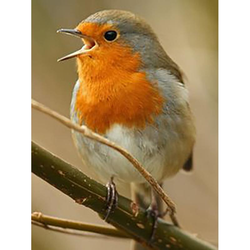 Round Diamond Painting DIY Cross Stitch Kit Bird Painting 5D Rhinestone Embroidery Mosaic Cross Stitch Wall Art Home Decor