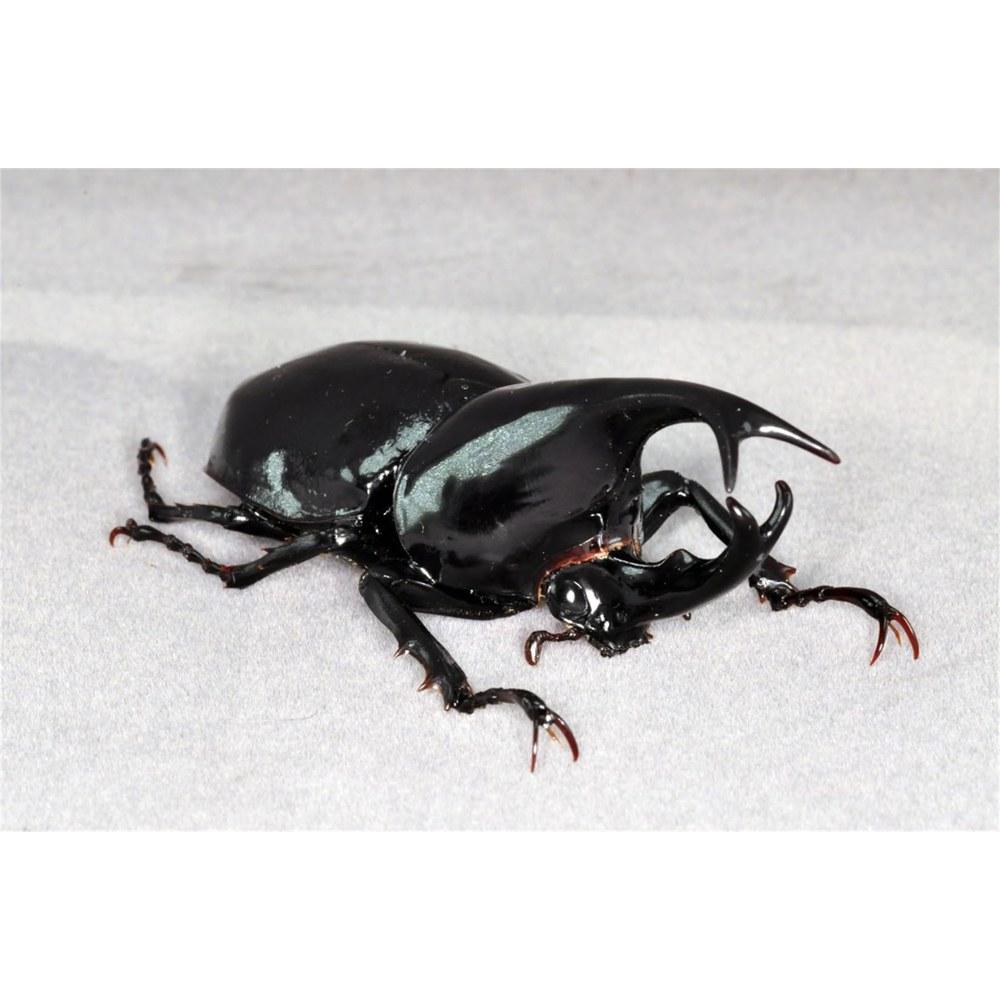 BACALYSO Sumatran Gidean Rhinoceros Beetle Magnet Resin Insect Model Ornament