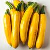 25 Goldena Zucchini Seeds