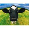 DIY Cow 5D Diamond Painting Full Round Mosaic Animal Diamond Embroidery Cross Stitch Kits Wall Sticker Home Decor