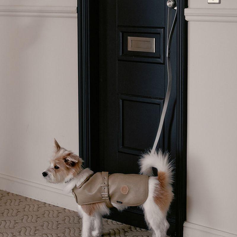 CROOKTHECHIHUAHUA Поясной Мустанг Ноэль