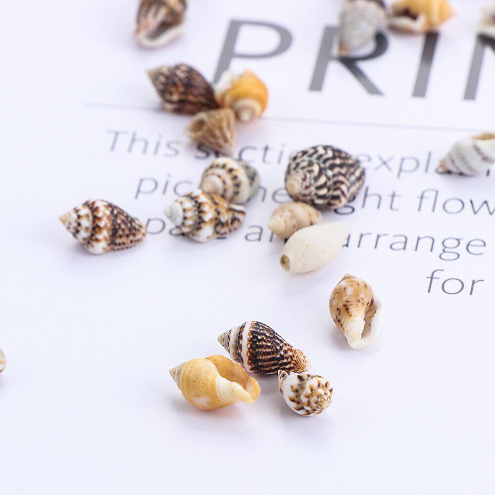 1300-1500Pcs/Box Natural Shell Conch Ornaments Accessories Parts DIY Material Jewelry Components Fish Tank Home Decoration