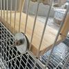 Натуральная деревянная жердочка-подставка для попугая, устойчивая к укусам и износу, стойка для стачивания когтей птиц, интерактивная станция для оральных упражнений