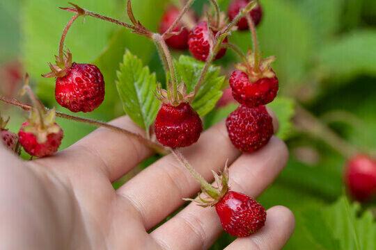 Fragaria moschata - клубника мускусная 15 свежих семян