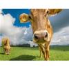Алмазная картина с изображением коровы, полная квадратная/круглая вышивка крестиком, мозаика, домашний декор с животными, подарок ручной работы, алмазное искусство