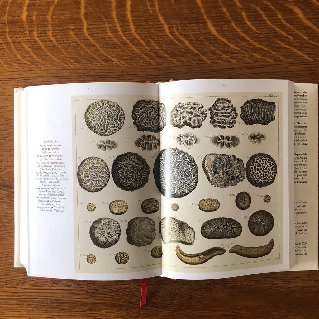 [USED] Cabinet of Natural Curiosities