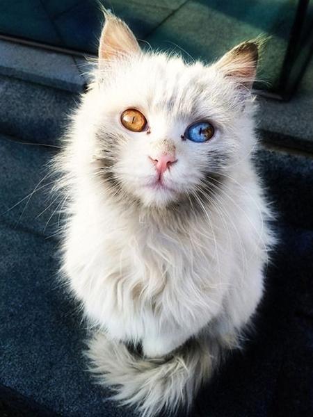 Алмазная картина Кот 5D DIY Алмазная вышивка Распродажа Вышивка крестиком Животные Стразы Мозаика Комплект украшения дома