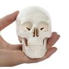 Skull Cap Human Head Model Removable Anatomical Head Skull Fine Arts Skull Model  School Supplies