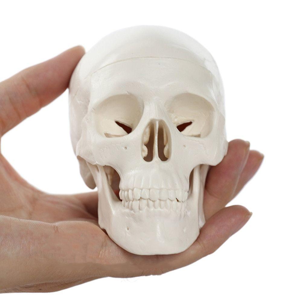 Skull Cap Human Head Model Removable Anatomical Head Skull Fine Arts Skull Model  School Supplies