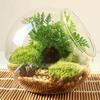 Transparent Clear Glass Ball Vase Oblique Succulents Plant Container Borosilicate Glass Vase  Moss