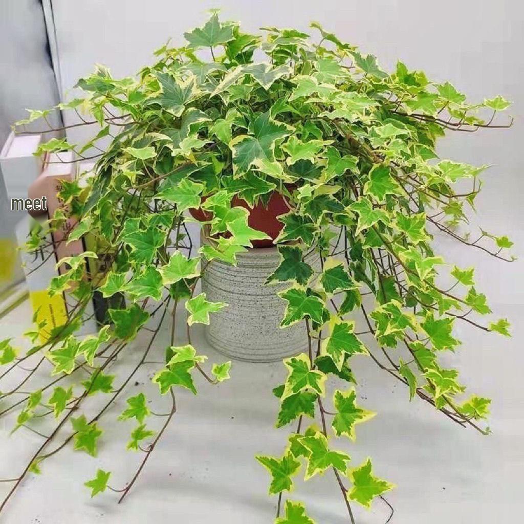Evergreen Ivy Hanging Basket, Easy-Care Long Vine Plant, Perfect for Living Room, Balcony or Office, Enhances Air Quality.