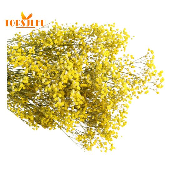 Букет эониума, сушеные цветы, яркий цвет, не выцветает, простота в уходе, натуральная сушеная гипсофила, сцена украшения ко Дню святого Валентина.